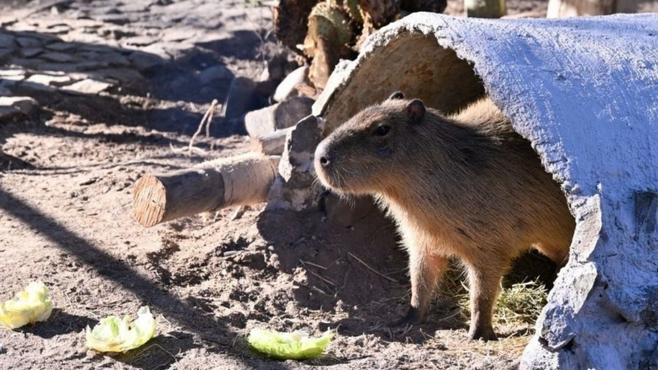 Centro Ecológico de Sonora se transforma con más especies, infraestructura renovada y mayor afluencia