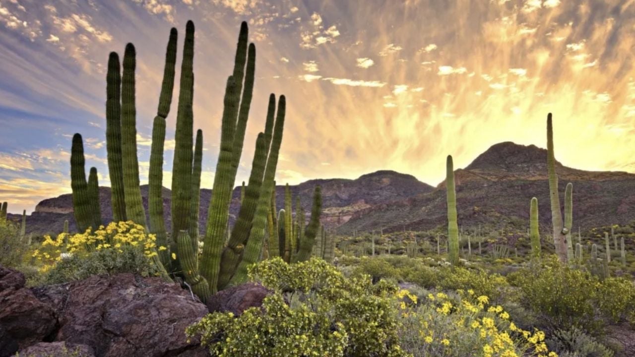 Clima Sonora HOY: ¿Cuáles serán los efectos del Frente Frío 38 este LUNES 2 de marzo?