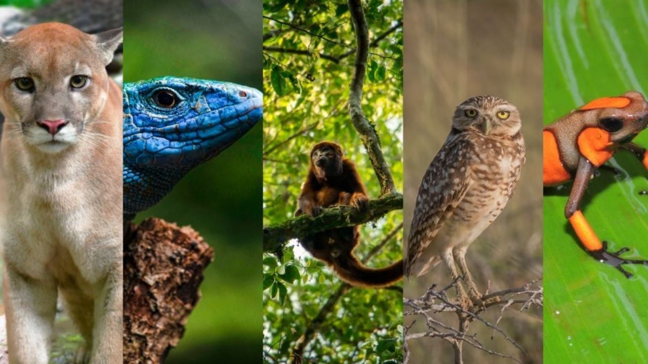 Día Mundial de la Vida Silvestre: Efemérides de HOY 3 de MARZO, acontecimientos que marcaron a México y el mundo