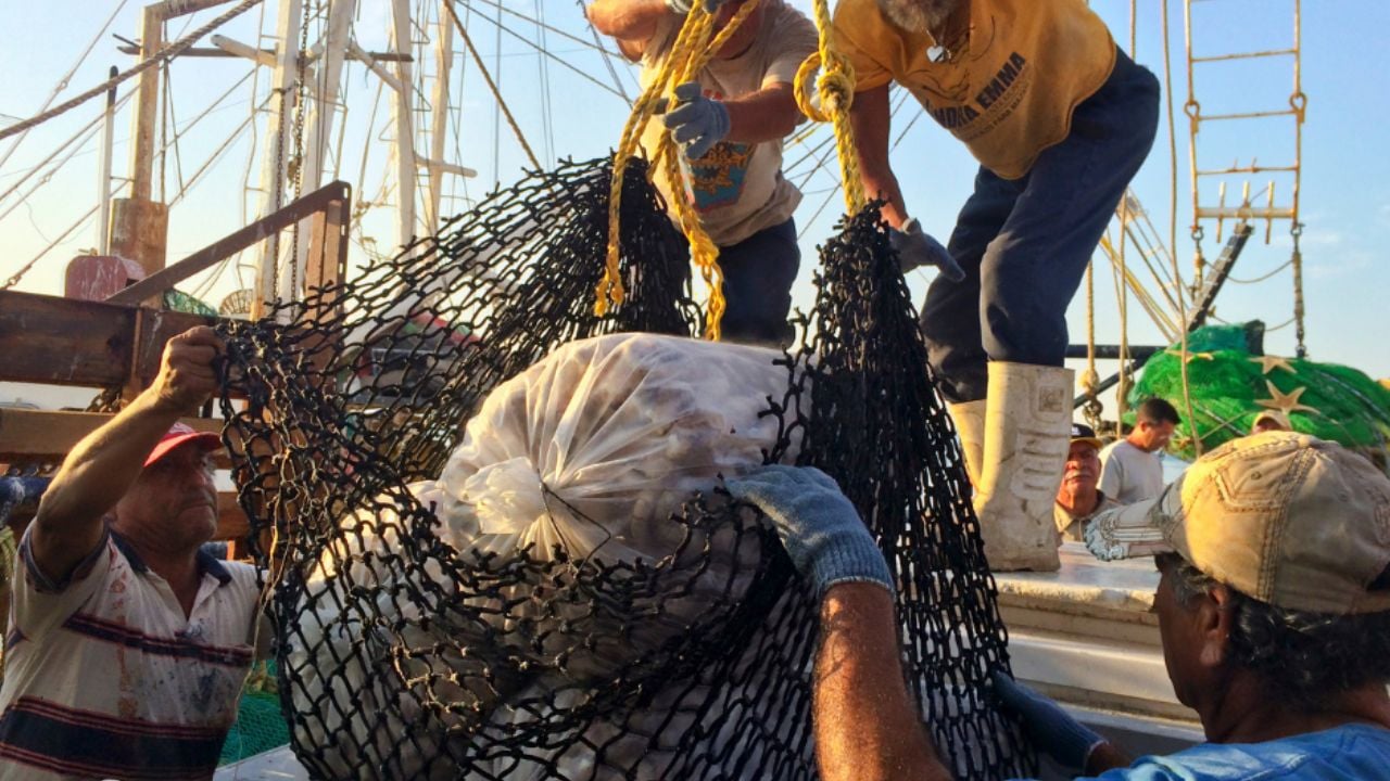 Conapesca anuncia seis periodos de veda y cinco de aprovechamiento en marzo de 2026