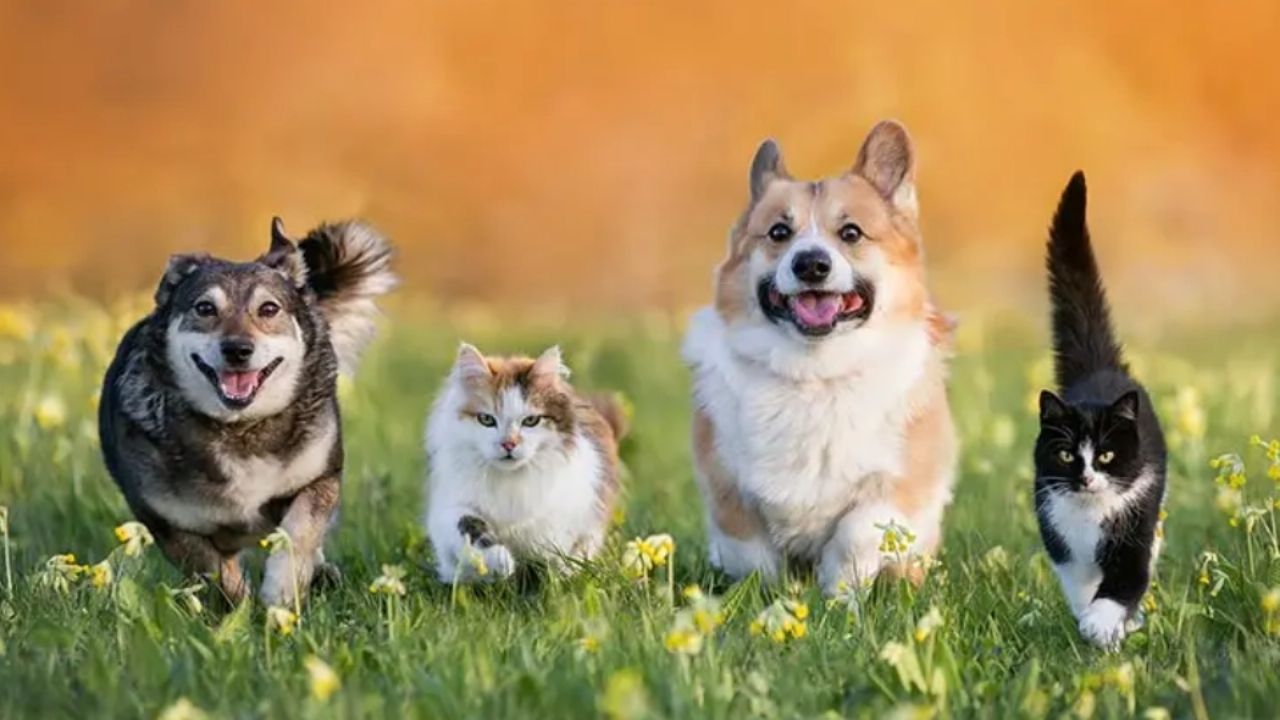 ¿Te preocupa el bienestar de tu mascota? Estos síntomas serían una alerta de moquillo en tu can