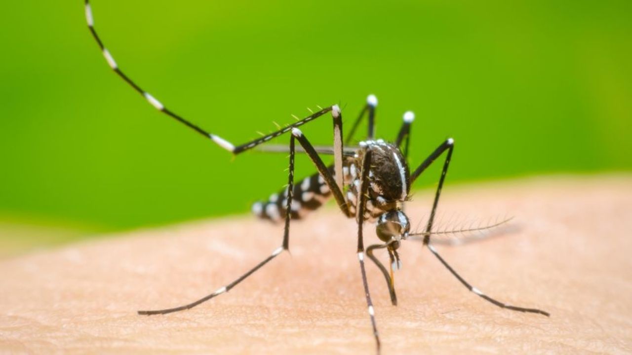 Salud Sonora llama a la ciudadanía a prevenir el dengue ante temporada invernal atípica