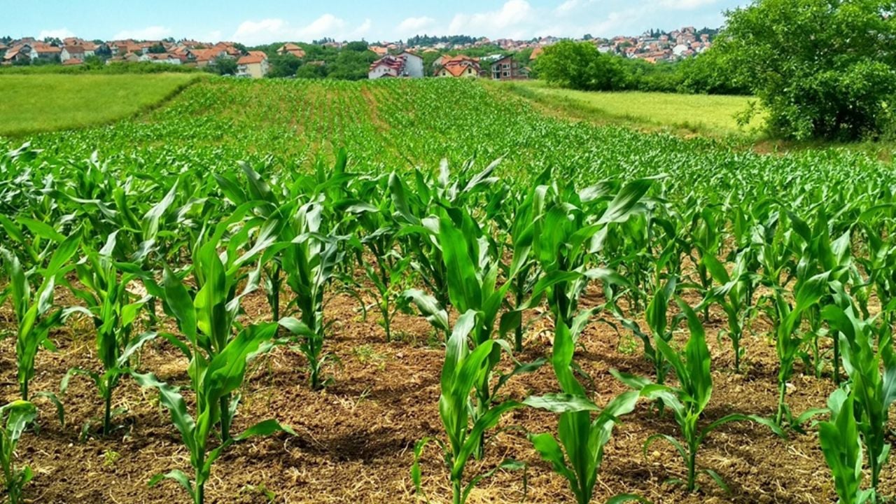 Sigue la preocupación por falta de horas frío que amenaza el trigo del Valle del Yaqui y su rendimiento agrícola