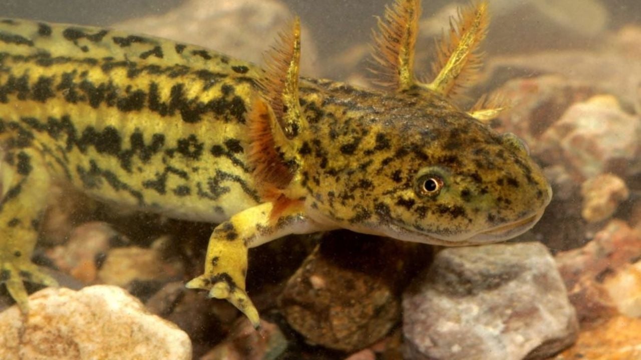 ¡Increíble hallazgo! Por primera vez descubren ajolotes tarahumara en el municipio de Álamos