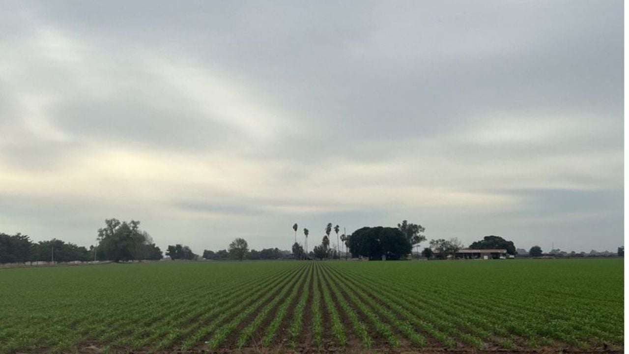 Reducción en la superficie de siembra del valle de Guaymas y Empalme es por tema cíclico, asegura Sader