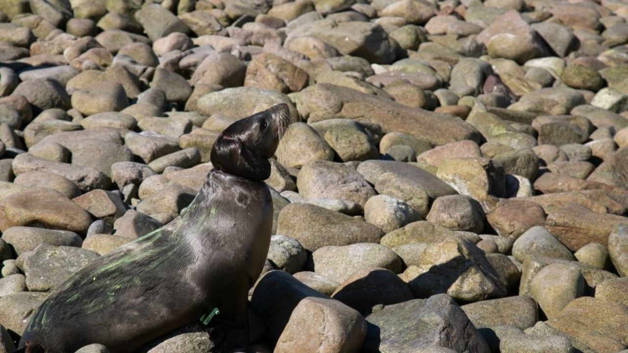 13 lobos marinos fueron rescatados en la séptima campaña de desenmalle en Isla San Jorge, Sonora