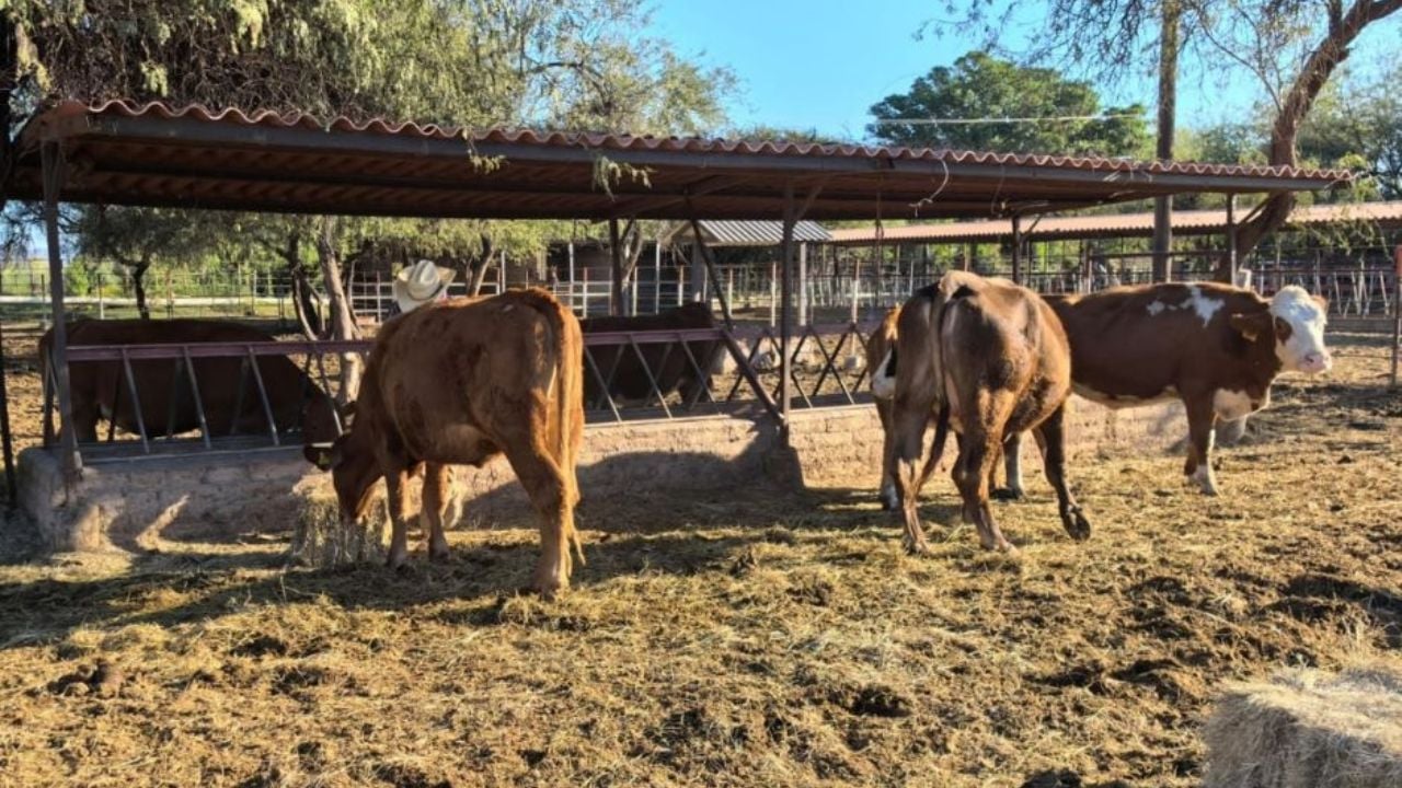 Tendrá Cajeme Congreso Ganadero para impulsar economía y productividad del campo