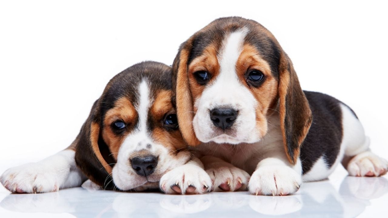 ¿Se esconde y parece deprimido? Señales de alarma de que tu perro no estaría bien y estaría enfermo