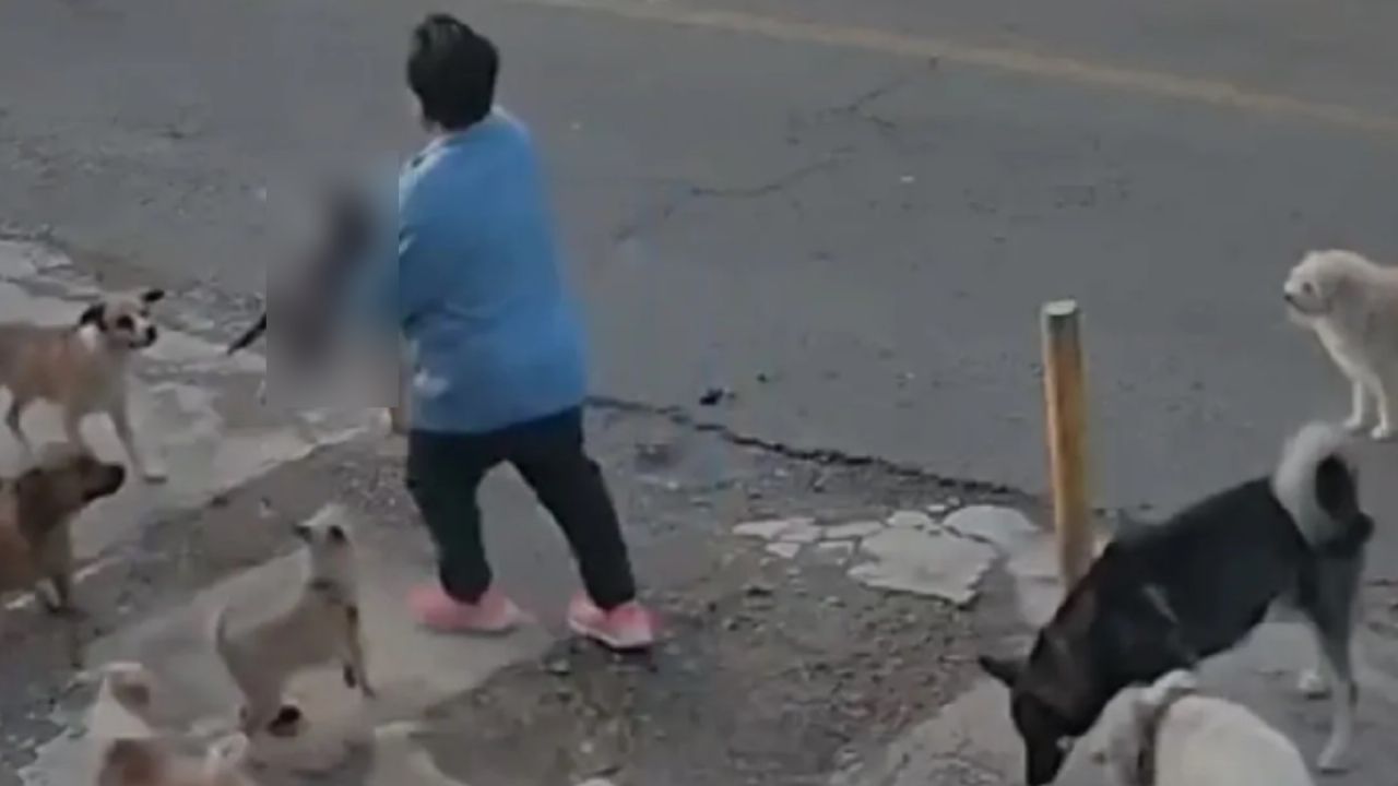 Exfuncionario en Guanajuato condenado a pagar 32 mil 700 pesos tras muerte del gatito ‘Gary’