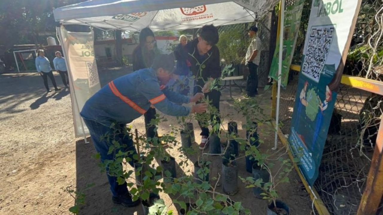 Participan ciudadanos de Hermosillo en nueva jornada de donación de árboles nativos