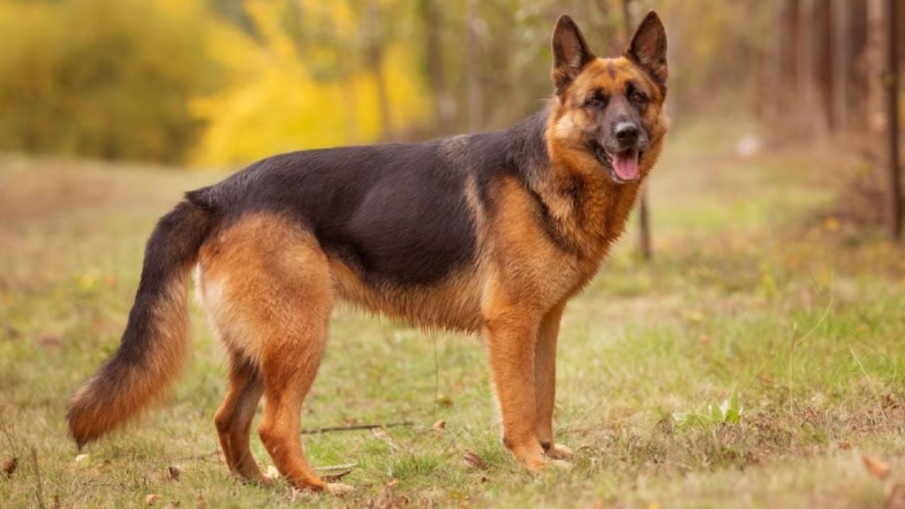 Displasia de cadera canina: Signos que tu perro enfrenta esta enfermedad degenerativa y tips de cuidado