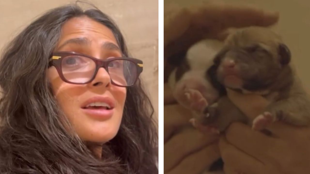 (VIDEO) Acto de amor de Salma Hayek, rescata a una perrita y ahora busca hogar para 10 cachorros