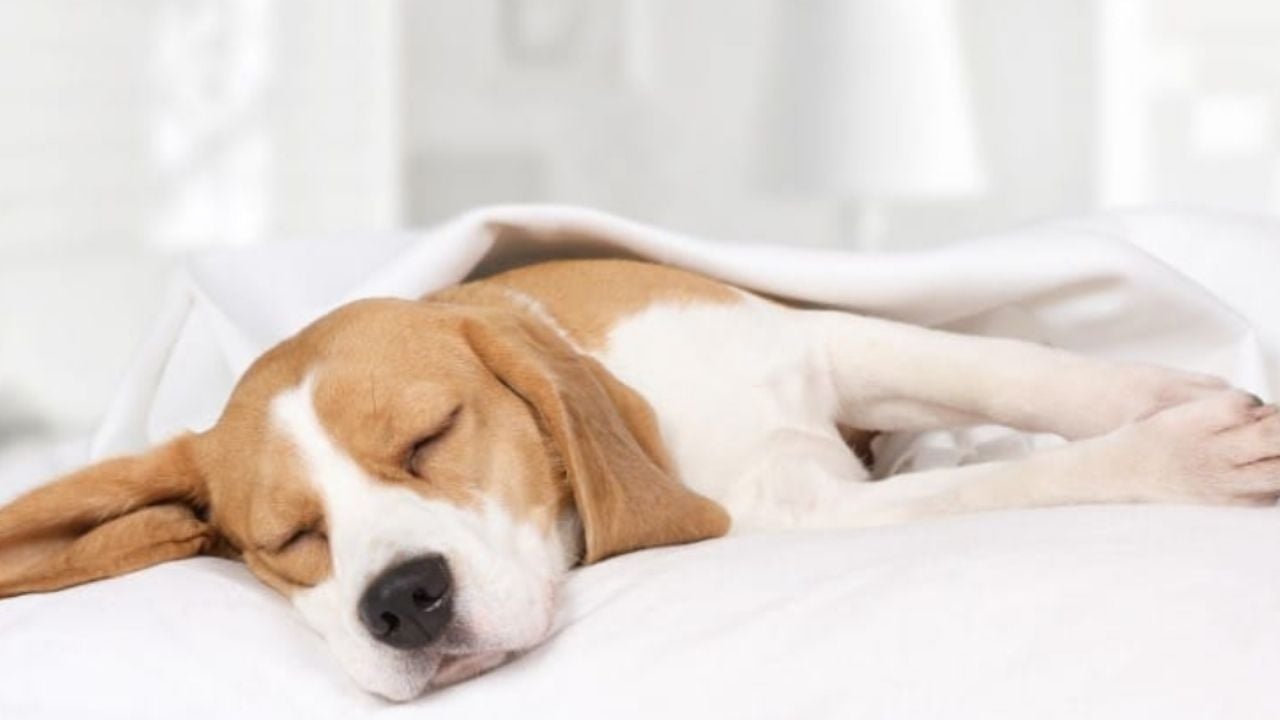 ¿Tiene pesadillas o está enfermo? Esto significa que tu perro tenga espasmos musculares al dormir