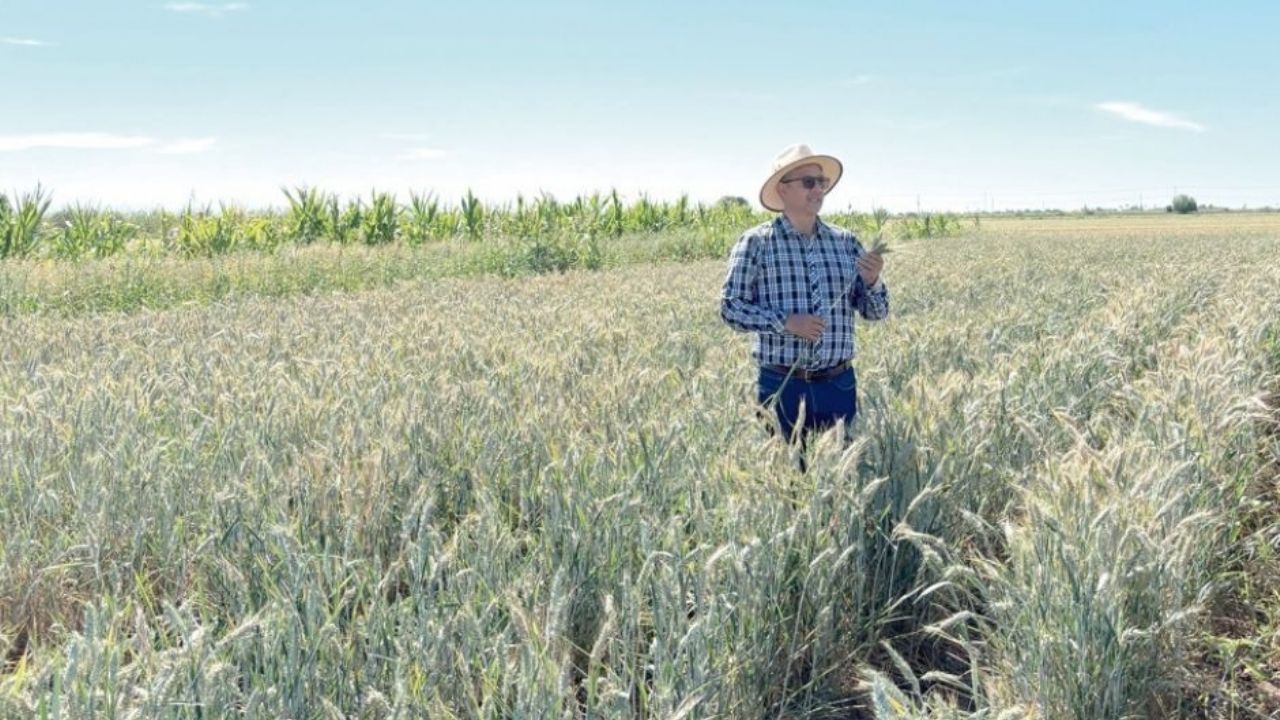 Gilberto Rodríguez Pérez, profesor e investigador que impulsa la agricultura sostenible en el Valle del Yaqui