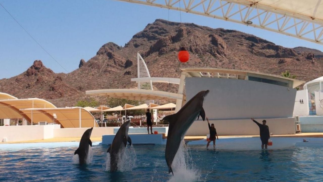 Gobierno de Sonora invita a la población a disfrutar el delfinario en Guaymas esta Semana Santa