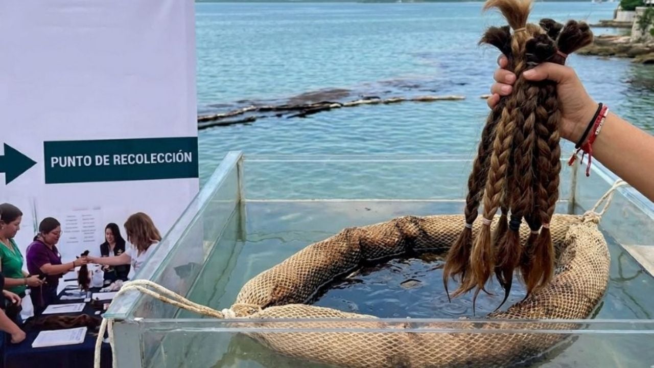 ¿Por qué es importante recolectar cabello para limpiar el derrame en el Golfo y cómo funciona?
