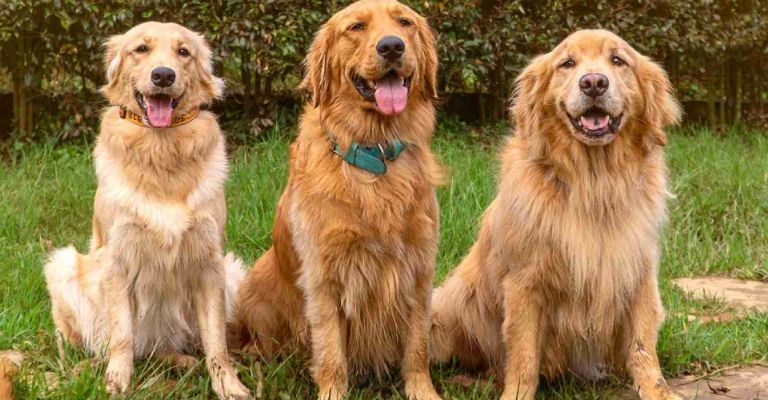 Curiosidades que tal vez desconocías de los perros