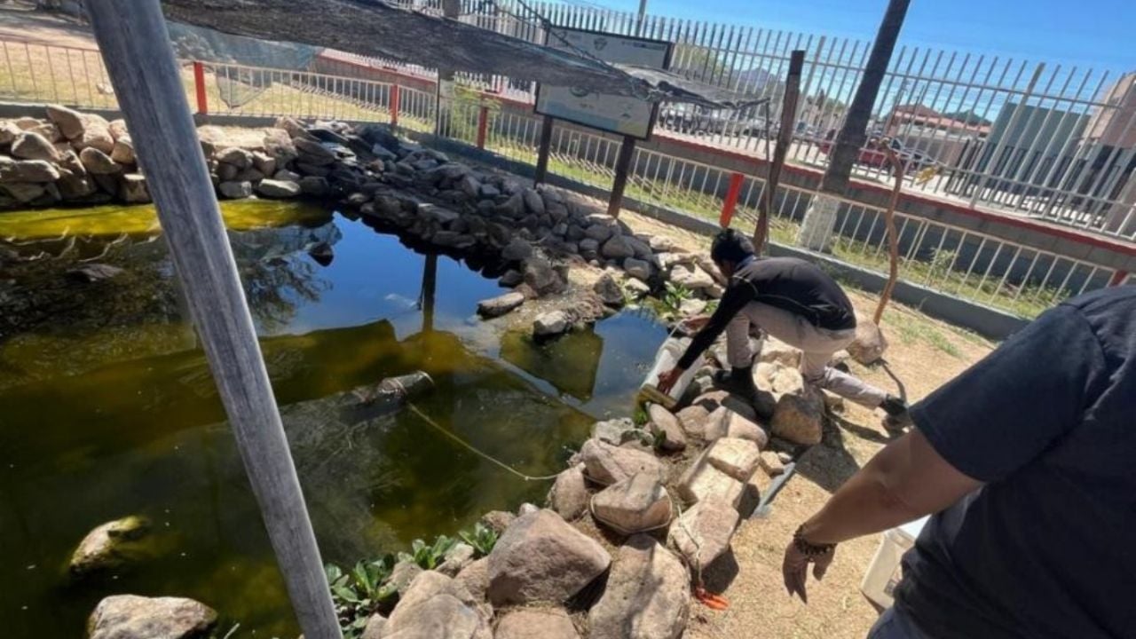 Gobierno de Sonora fortalece con éxito la conservación del pez cachorro del desierto: Cobach