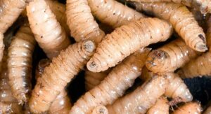 México está trabajando junto con Estados Unidos para contener la plaga de gusano barrenador, afirma Sheinbaum