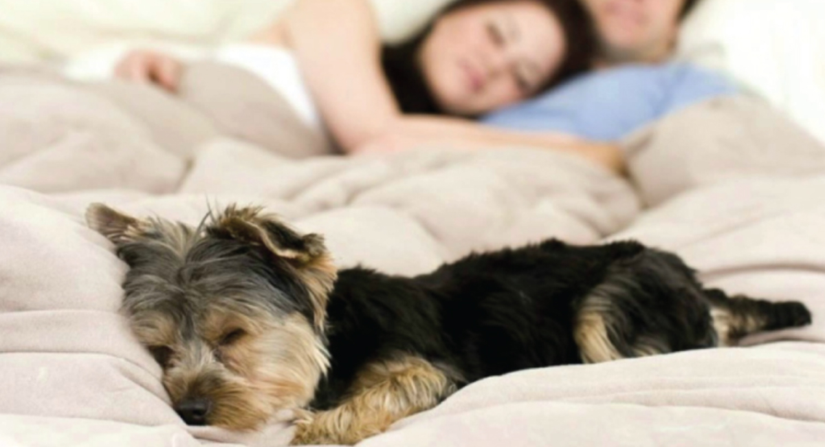 Los perros duermen contigo por seguridad