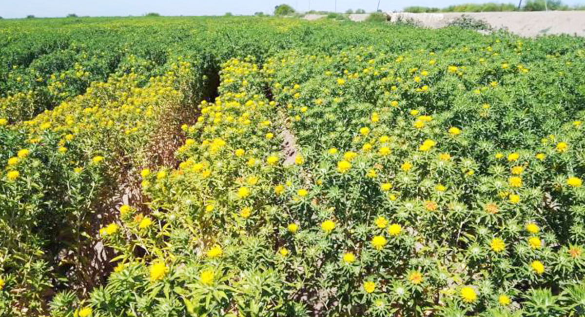 Clima adverso y plagas afectan cultivos de cártamo en el sur de Sonora