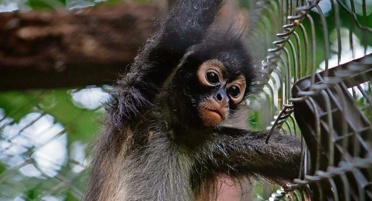 Profepa rescata dos monos araña tras denuncia de alerta sobre su posesión ilegal en Aguascalientes