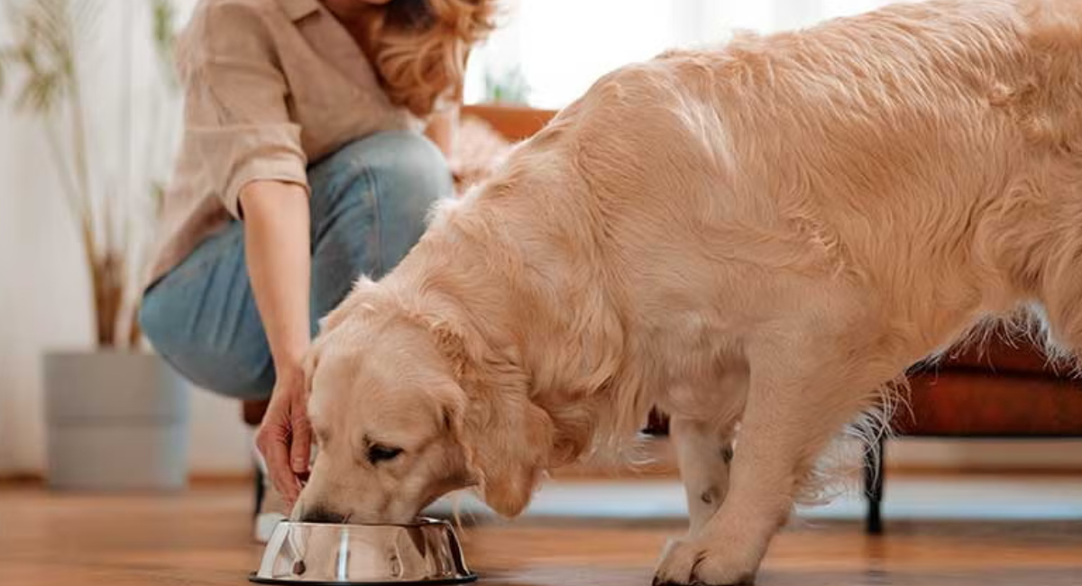 Cuida balancear correctamente la dieta de tu perro