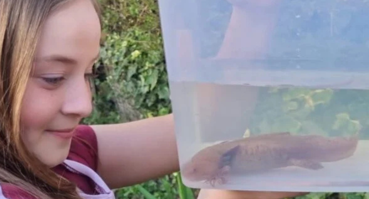 Encuentran ajolote mexicano bajo puente en Reino Unido; se desconoce cómo llegó 