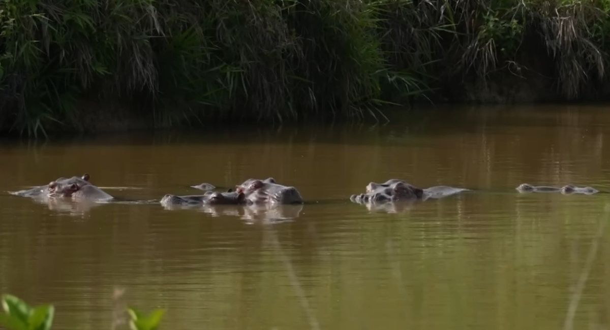 Gobierno de Colombia aprueba sacrificar a 80 hipopótamos de Pablo Escobar