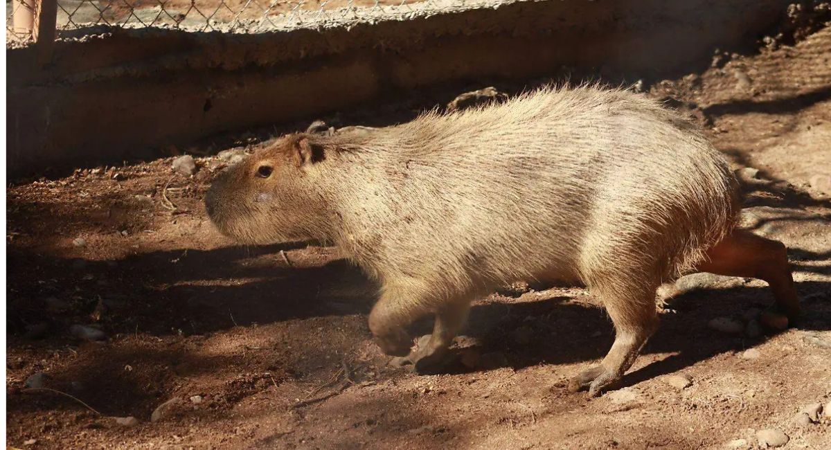 Gobierno de Sonora: Se registra alta afluencia en el Centro Ecológico durante Semana Santa