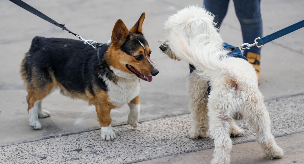 Inician hoy jornadas de esterilización para mascotas en Hermosillo