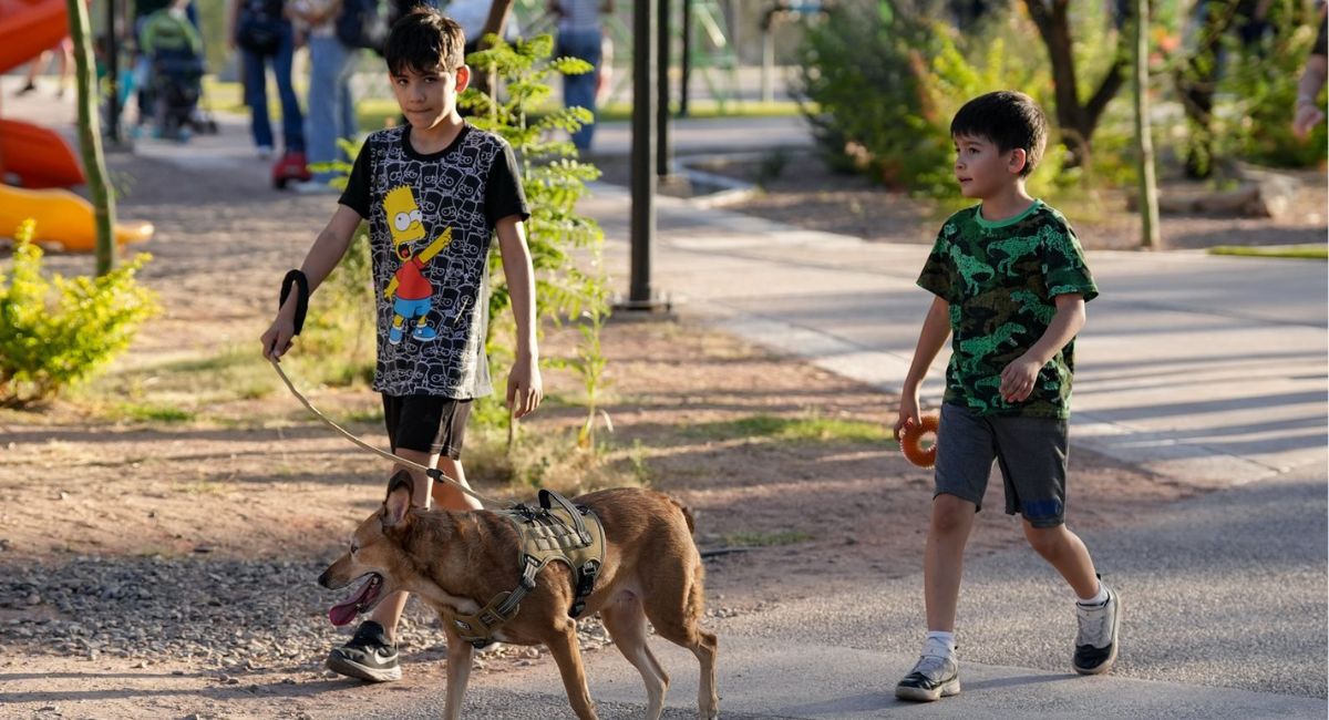 Inician hoy jornadas de esterilización para mascotas en Hermosillo