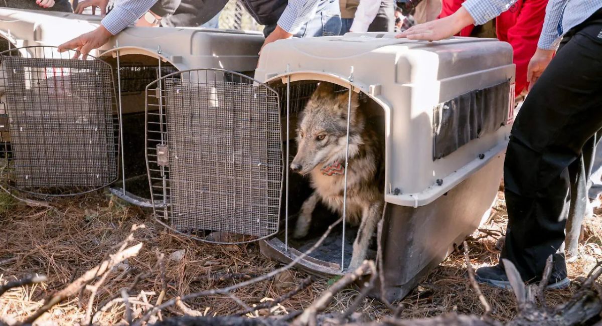 La reintroducción en la Sierra Madre Occidental de Lobo Mexicano en Durango