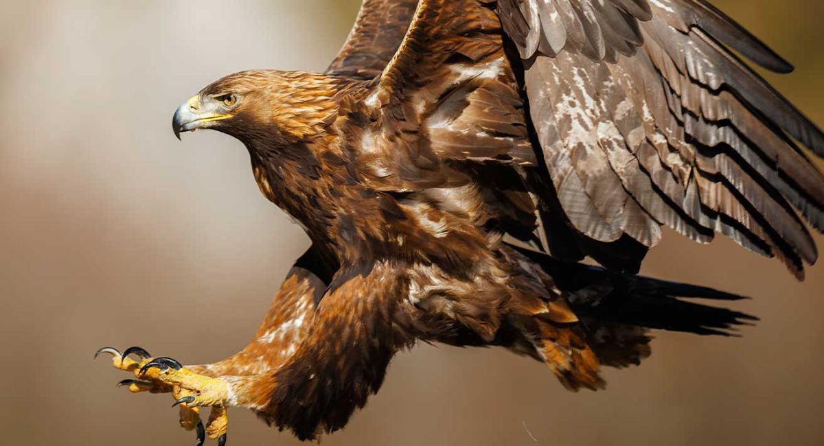 Localizan nuevo territorio de anidación de Águila Real en Coahuila: Conanp