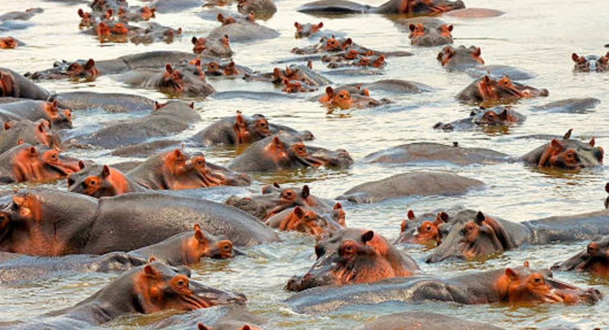 Multimillonario de la India ofrece rescatar 80 hipopótamos del narco colombiano Pablo Escobar