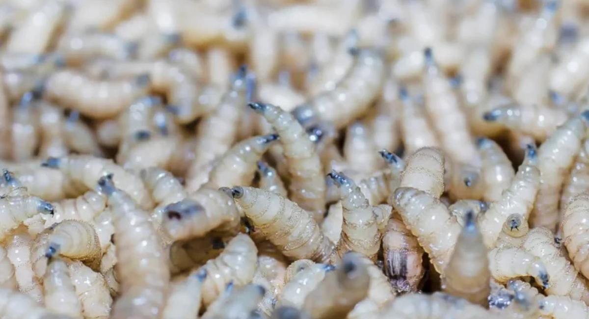 Planta de moscas estériles contra el gusano barrenador registra 75% de avance: Senasica