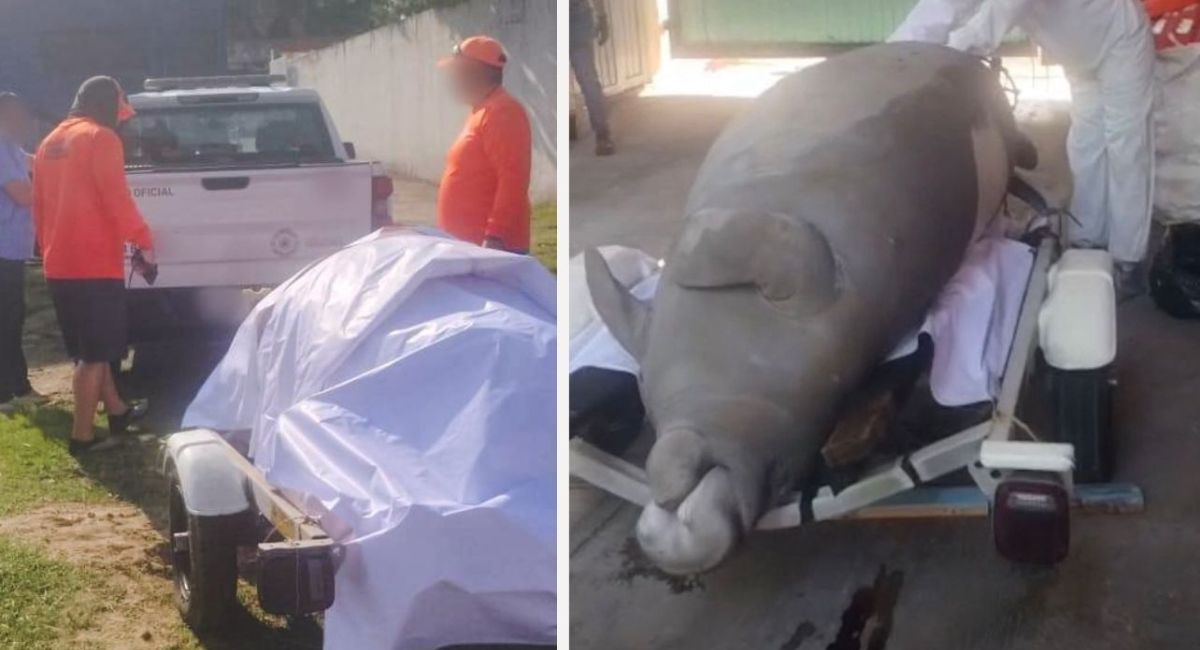 Profepa atiende varamiento de manatí hallado sin vida en Veracruz