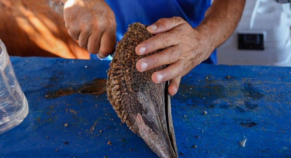 Protegen el callo de hacha en Bahía Kino: Un esfuerzo por la conservación