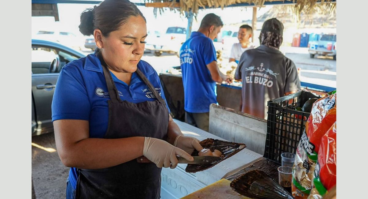 Protegen el callo de hacha en Bahía Kino: Un esfuerzo por la conservación