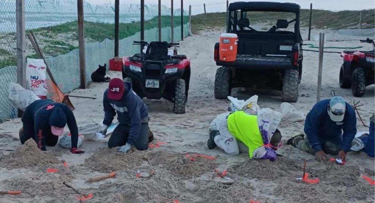 Resguardan más de 28 mil huevos en campos tortugueros de Tamaulipas