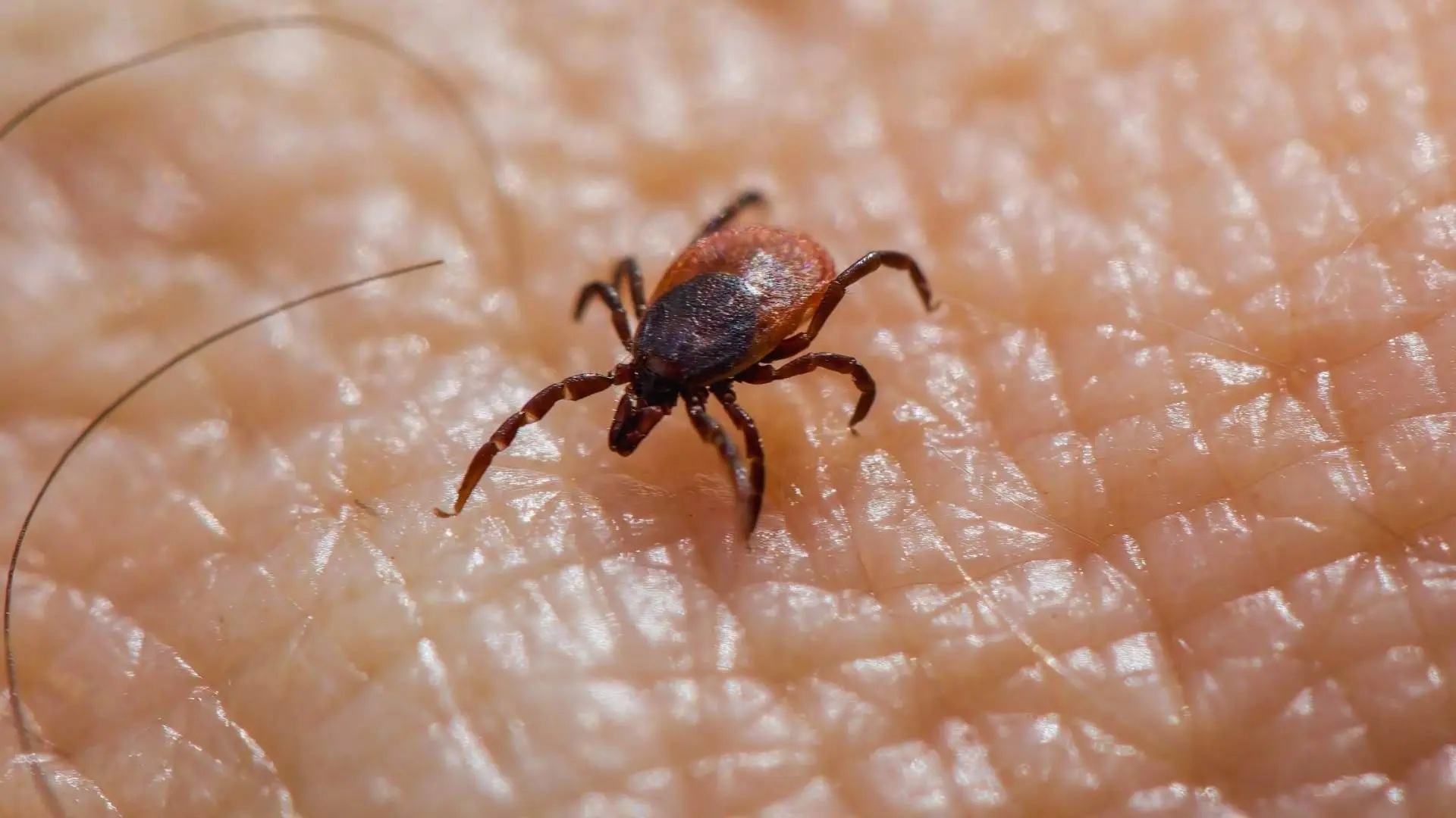 Rickettsia va a estar presente siempre en Guaymas: Karla Córdova