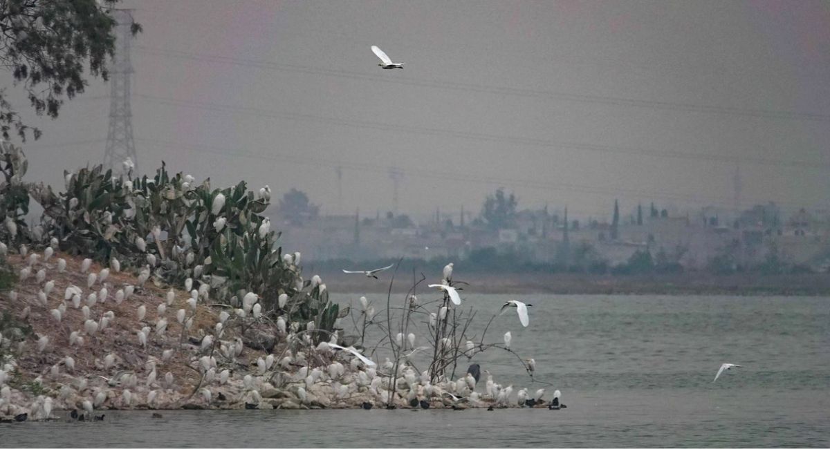 SCJN avala decreto: El Lago de Texcoco se consolida como área natural protegida