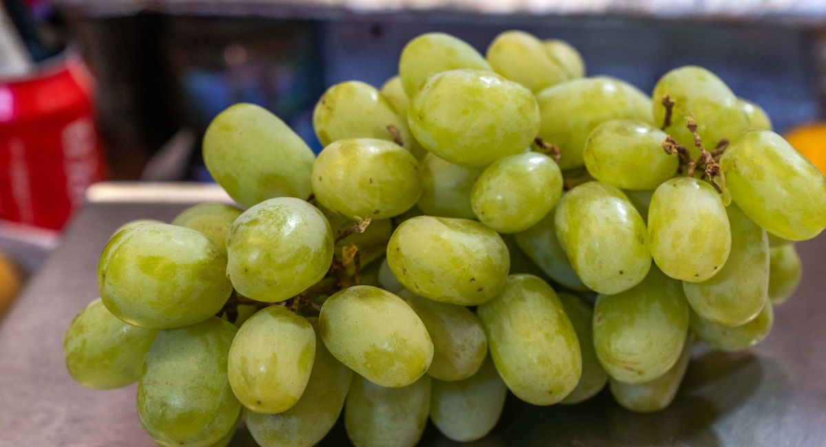 Sader Sonora estima producción de 16 millones de cajas de uva de mesa en Hermosillo