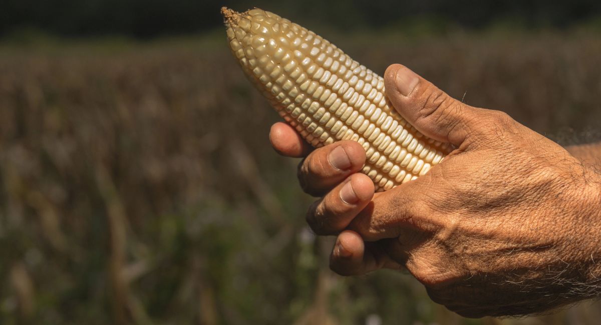 Se analizan acuerdos para evitar alza en el precio de la tortilla de Maíz: Agricultura