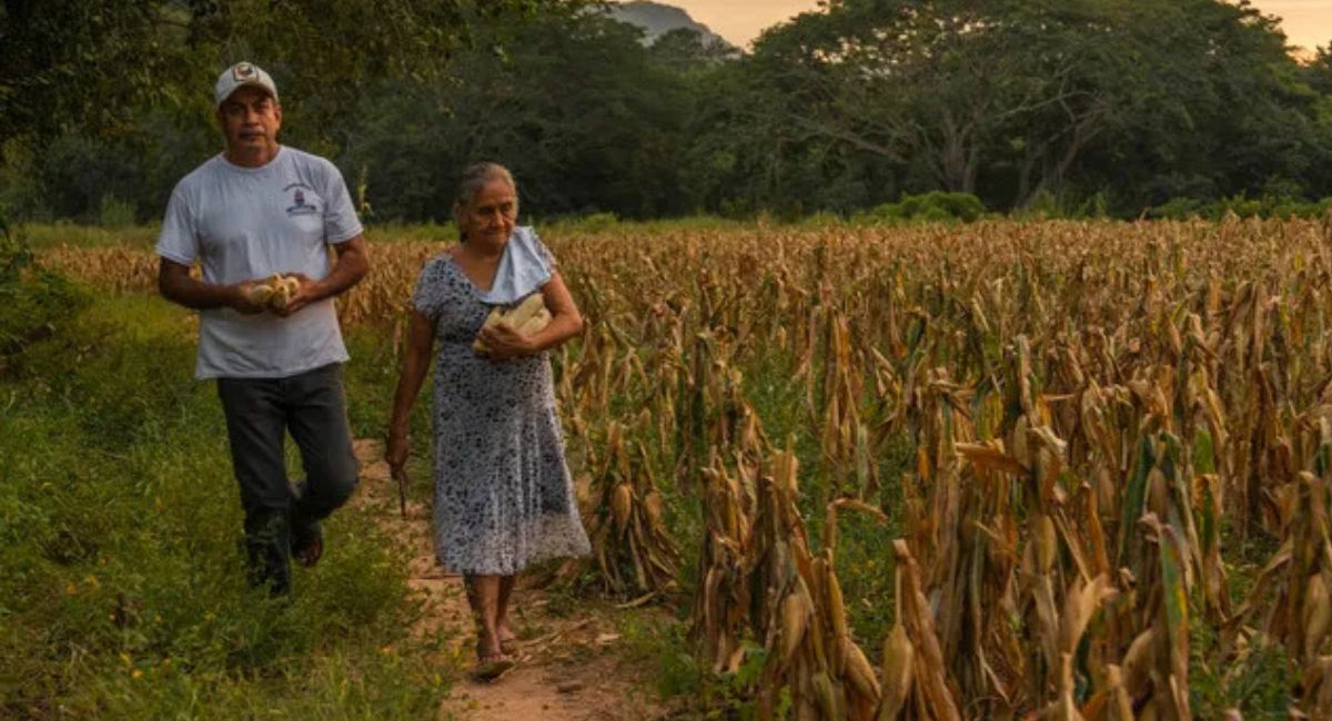 Se analizan acuerdos para evitar alza en el precio de la tortilla de Maíz: Agricultura