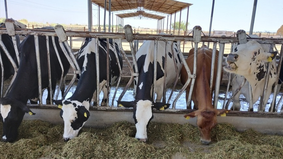 Solo existen 98 productores especializados de leche en el Valle del Yaqui