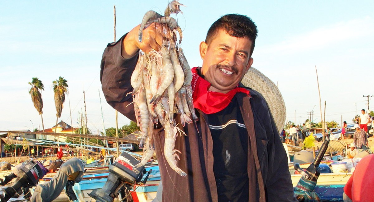 El optimismo por el camarón crece entre productores, afirma Castro Cosío