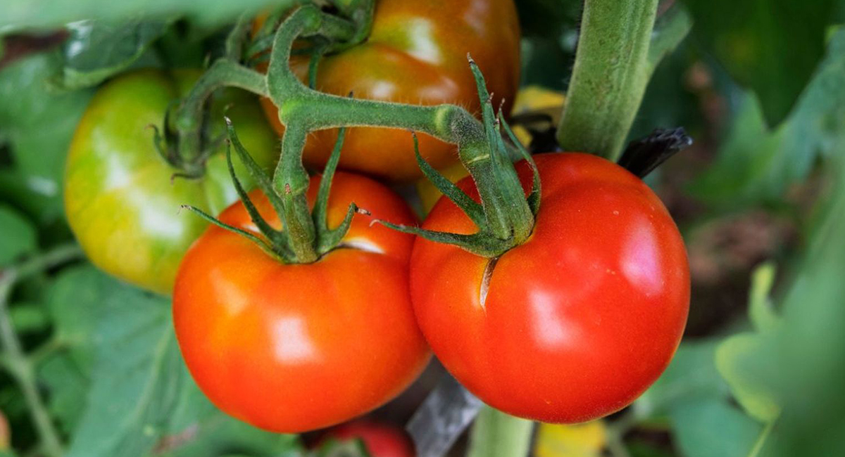 El precio del tomate en Sonora alcanza niveles históricos por factores nacionales e internacionales