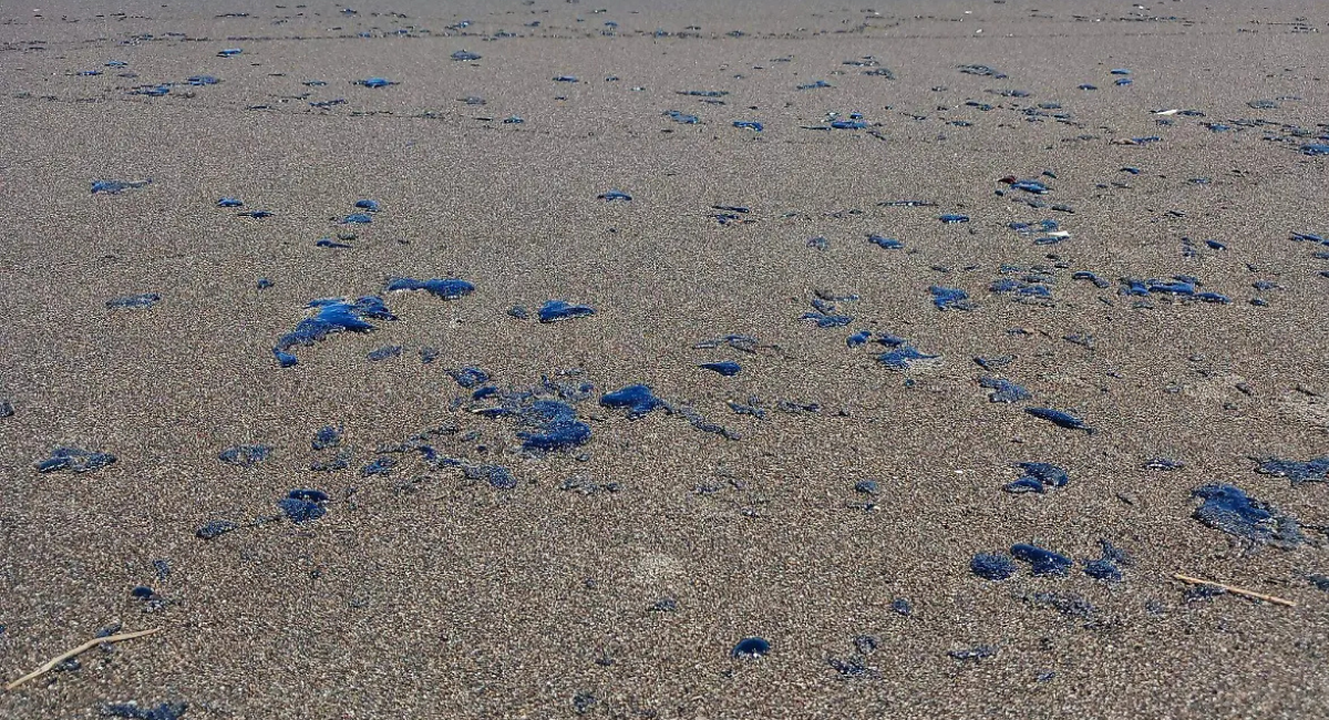 Veracruz sigue en alerta: Continúa la llegada de hidrocarburo; reportan afectaciones en 81 playas