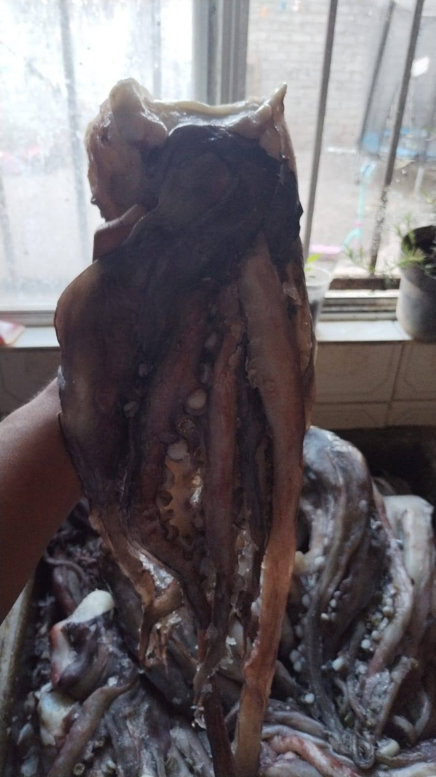 Guerra en Medio Oriente afecta la comercialización de calamar en Guaymas